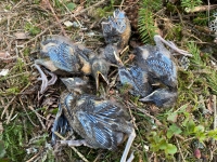 Hogst i hekketiden dreper tusenvis av fugleunger. Her fra hogst i fjor vår i Fredrikstad, da Heidi Oskarsen fant døde trostunger i hogstavfallet.