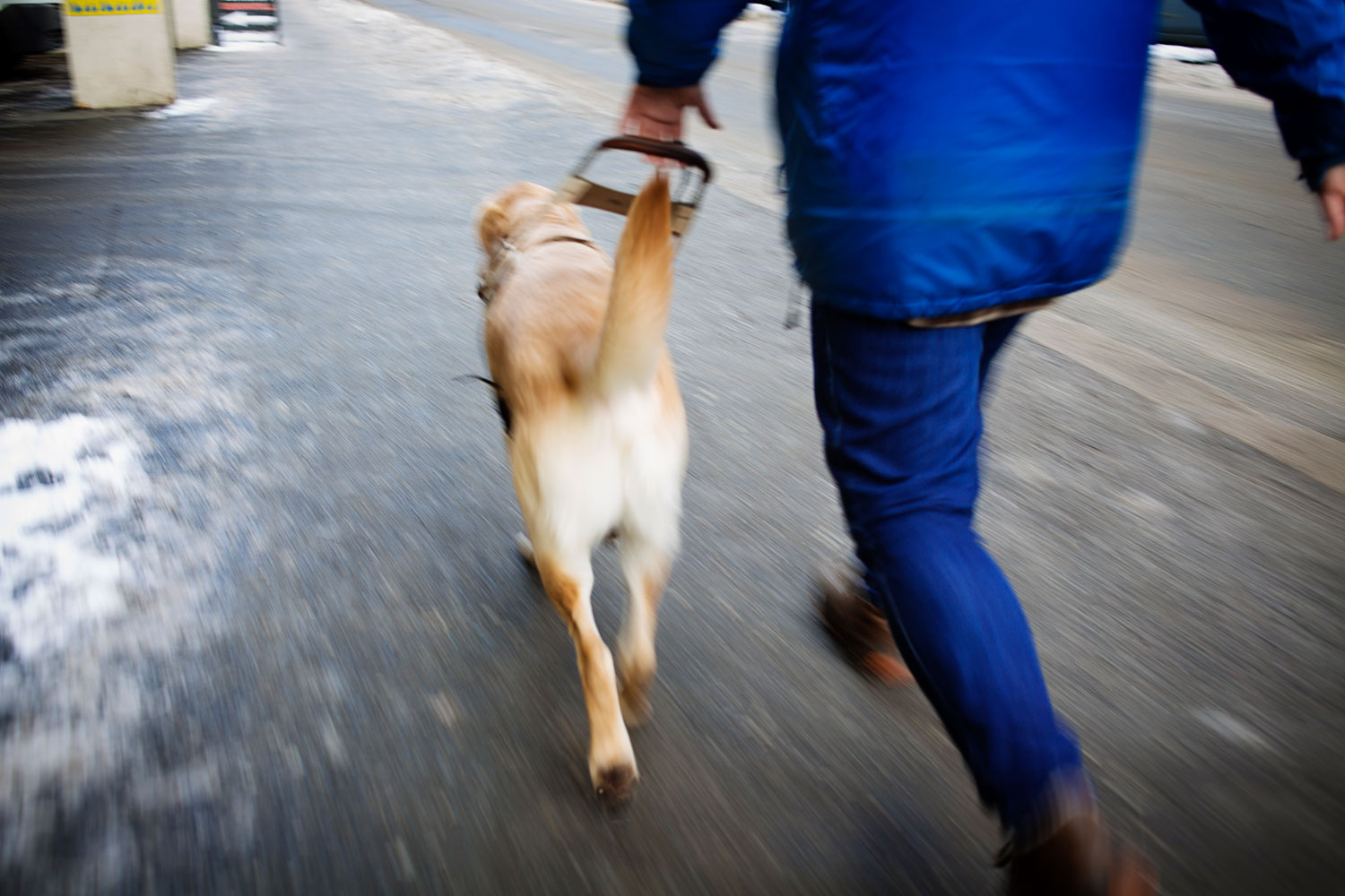 Det kan bli lange dager i selen for en førerhund. En endring i dyreloven gjør at førerhunder heretter slipper båndtvang og får muligheten til å gå fritt når jobben er gjort.